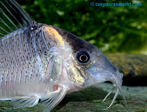 Corydoras sp. (CW117) = head view