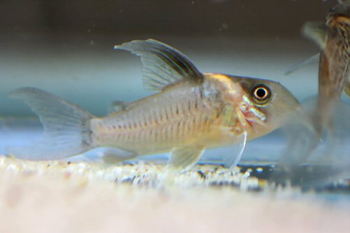 Corydoras sp. (CW117) = juvenile