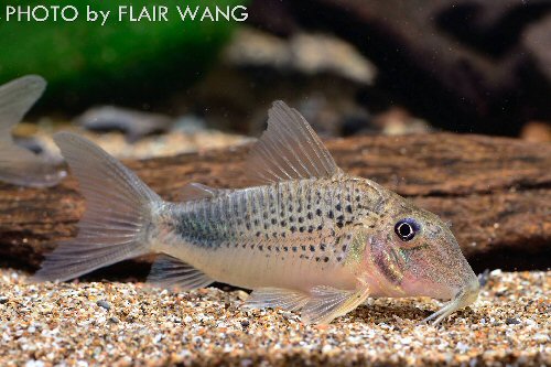 Corydoras sp. (CW118)