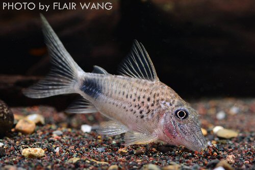 Corydoras sp. (CW118)