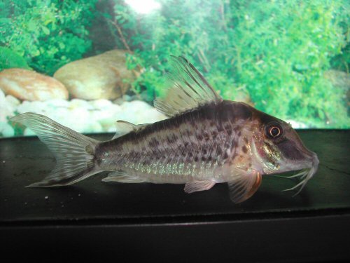 Corydoras sp. (CW120)