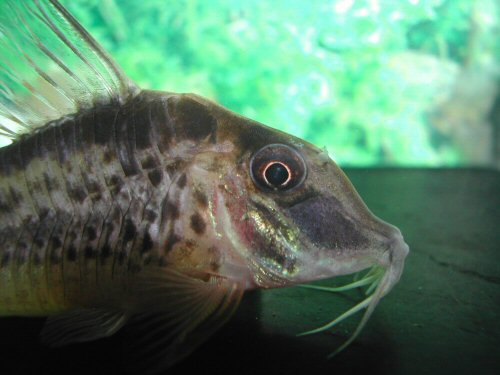 Corydoras sp. (CW120) = head view