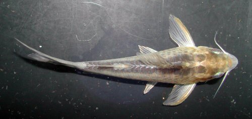 Corydoras sp. (CW120) = dorsal view