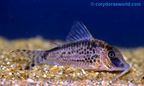 Corydoras sp. (CW120)