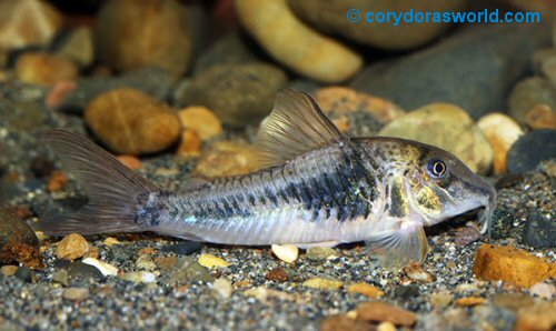 Corydoras sp. (CW124) = male