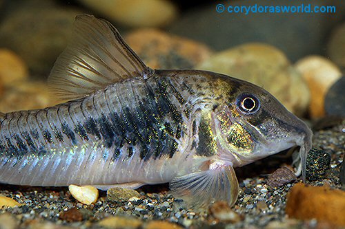 Corydoras sp. (CW124) = male head view