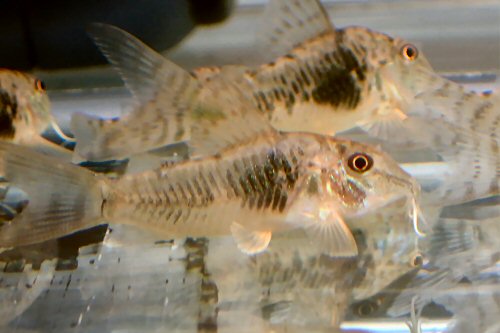 Corydoras sp. (CW124)