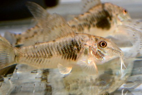 Corydoras sp. (CW124) = juveniles