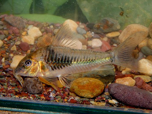 Corydoras sp. (CW124)