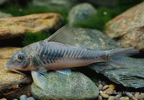 Corydoras sp. (CW124)