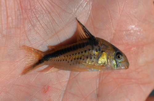 Hoplisoma sp. (CW125) = Specimen from the southwestern slopes of Sierra de la Macarena, Colombia.