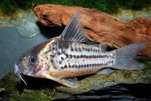 Corydoras sp. (CW127)