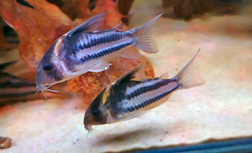 Corydoras sp. (CW127)