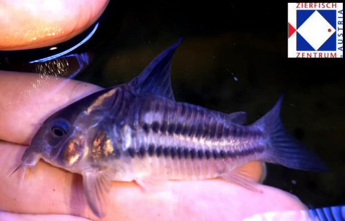 Corydoras sp. (CW127)