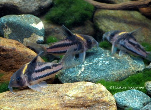 Corydoras sp. (CW127)