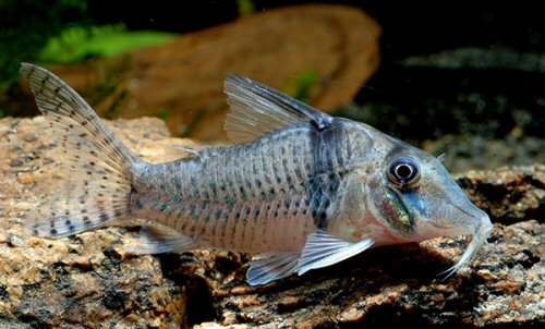 Corydoras sp. (CW128)