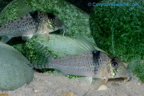 Corydoras sp. (CW128)