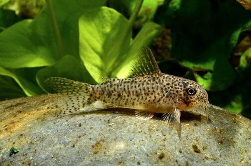 Corydoras sp. (CW133) = adult female