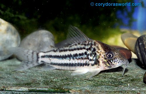 Corydoras sp. (CW134) = adult male