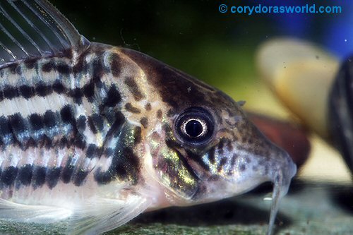 Corydoras sp. (CW134) = adult male head view