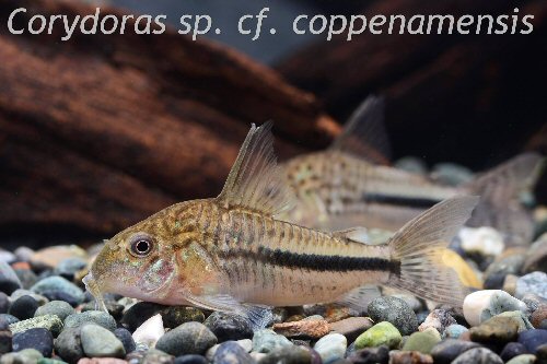 Hoplisoma sp. (CW137)