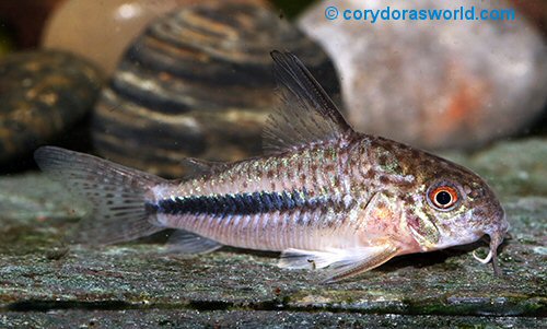 Hoplisoma sp. (CW137) = female sub adult