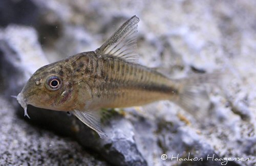 Hoplisoma sp. (CW137)