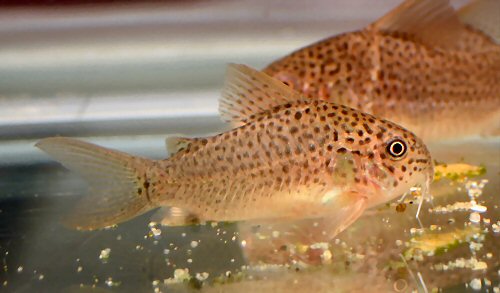 Corydoras sp. (CW140)