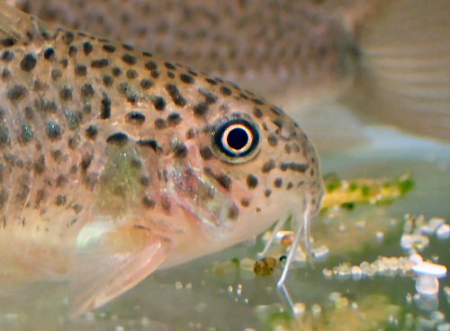 Corydoras sp. (CW140) = head view