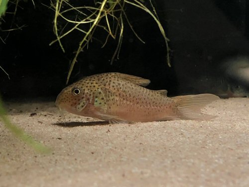 Corydoras sp. (CW140) = female