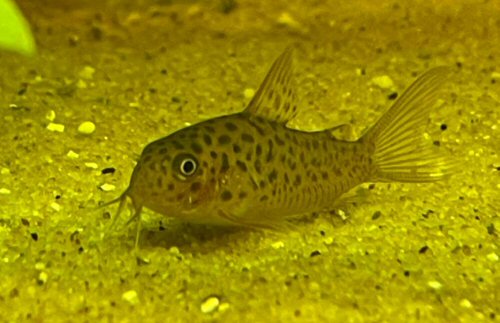 Corydoras sp. (CW140)