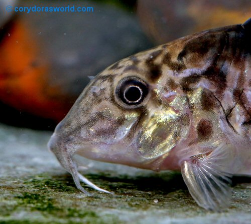 Brochis sp. (CW143) = female head view