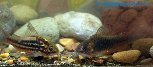 Gastrodermus sp. (CW144) = pair female to right