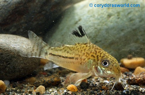 Corydoras sp. (CW145)