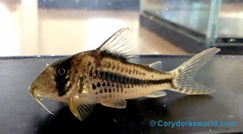 Corydoras sp. (CW149)