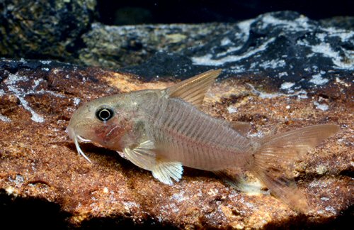 Corydoras sp. (CW152)