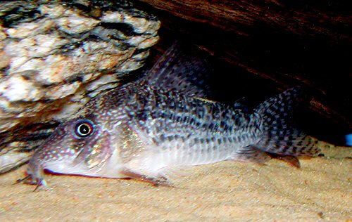 Corydoras sp. (CW156)