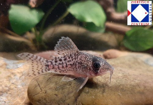 Corydoras sp. (CW156) = juvenile