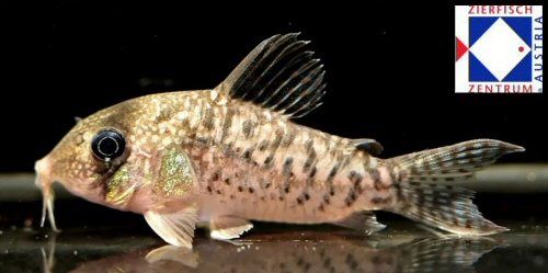 Corydoras sp. (CW156)