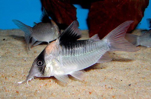 Corydoras sp. (CW157)