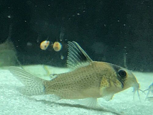 Corydoras sp. (CW163)