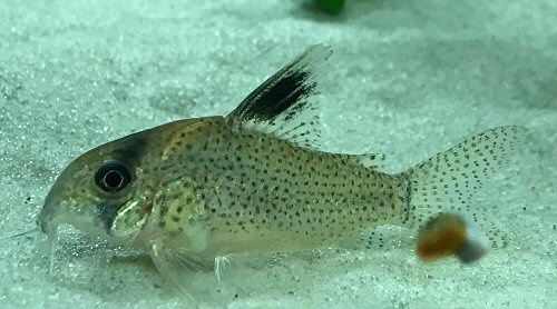 Corydoras sp. (CW163)