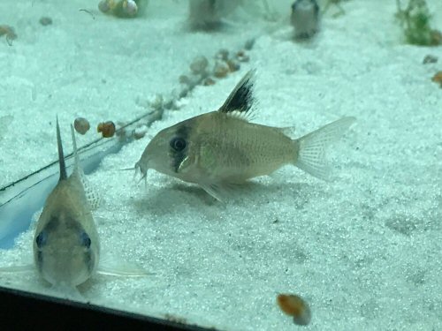 Corydoras sp. (CW163)