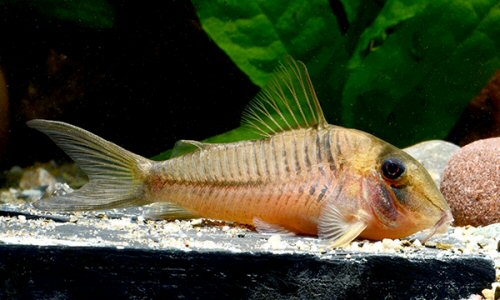 Corydoras sp. (CW164)