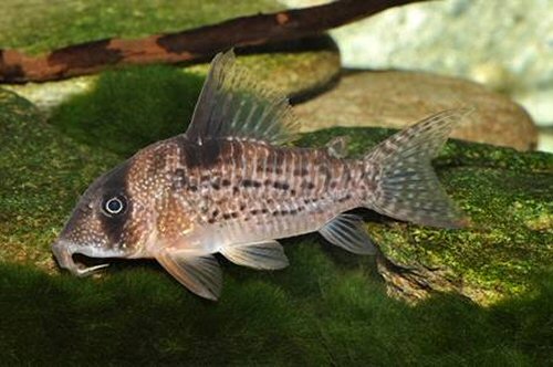 Corydoras sp. (CW167)