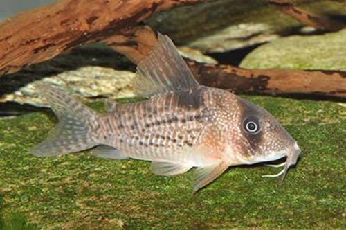 Corydoras sp. (CW167)