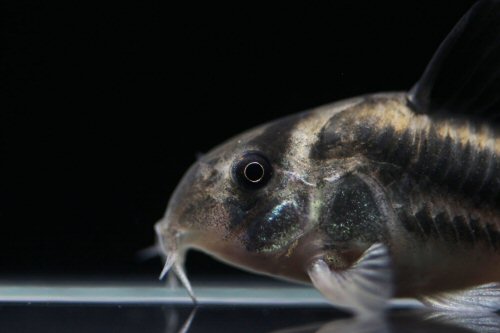 Hoplisoma sp. (CW169) = head view