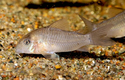 Corydoras sp. (CW171)