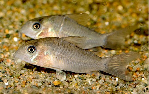 Corydoras sp. (CW171)