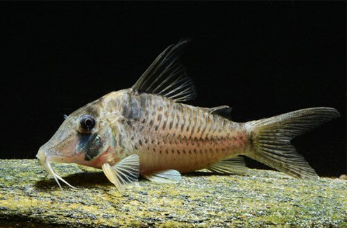 Corydoras sp. (CW174)